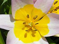 Tulipa Saxatilis (fam. Liliacees) (Crete) (03) (Photo F. Mrugala)